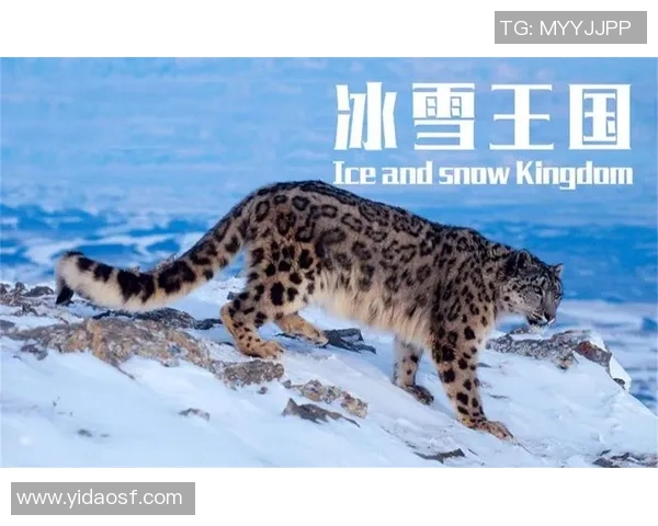 黑龙江队与新疆雪豹激战正酣谁将赢得这场冰雪对决的荣耀